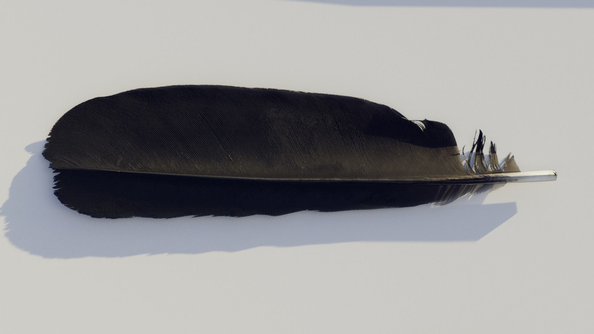 3D model feathers photoscanned VR / AR / lowpoly CGTrader