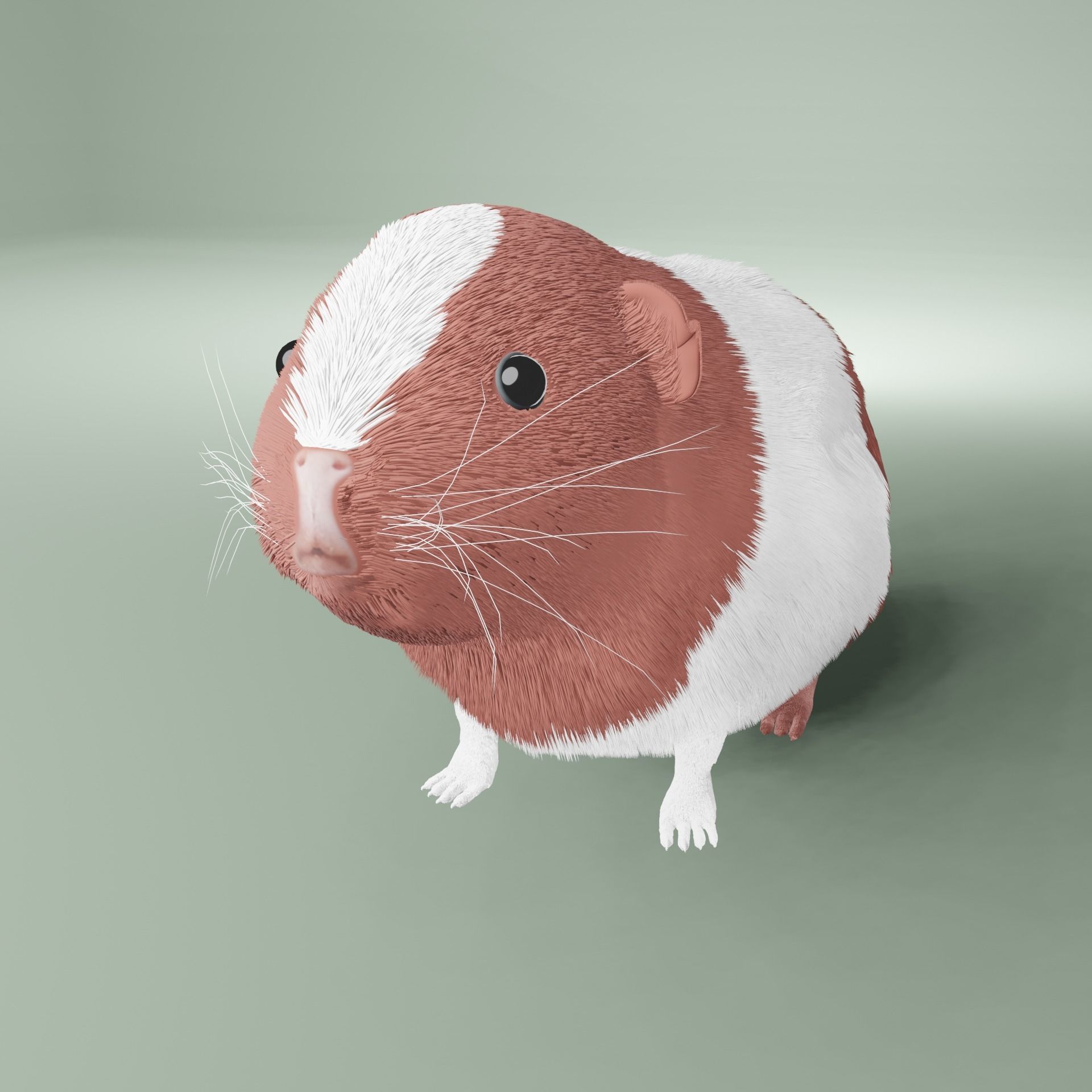 Guinea pig free 3D model CGTrader