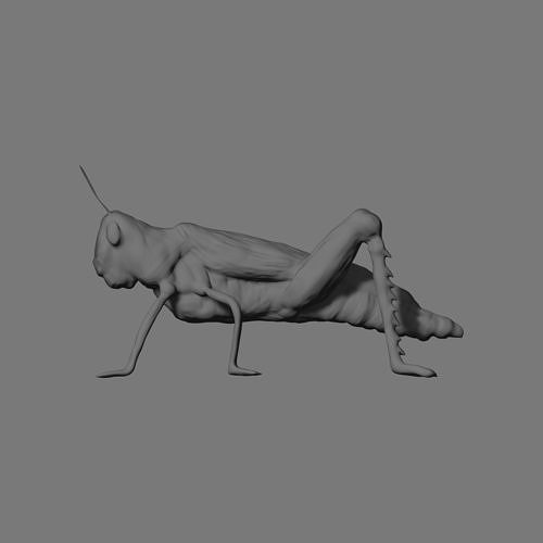 locust-3d-model-obj.jpg