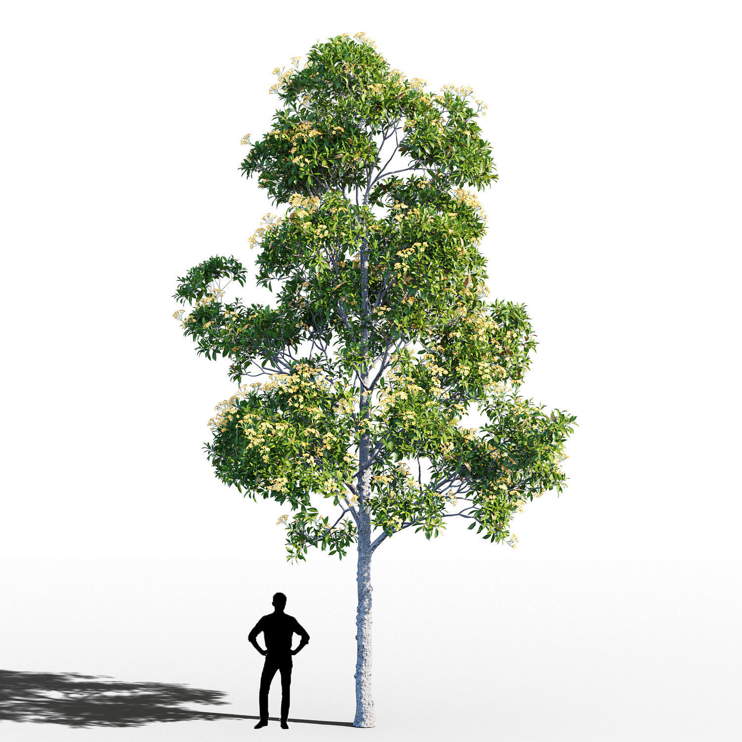 Hymenosporum flavum tree