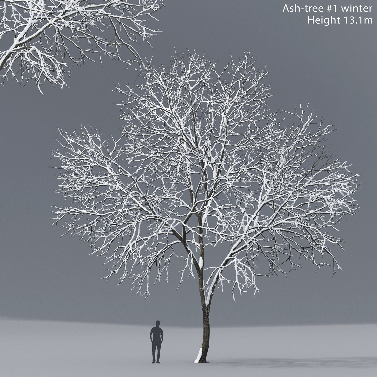Ash-tree 01 winter