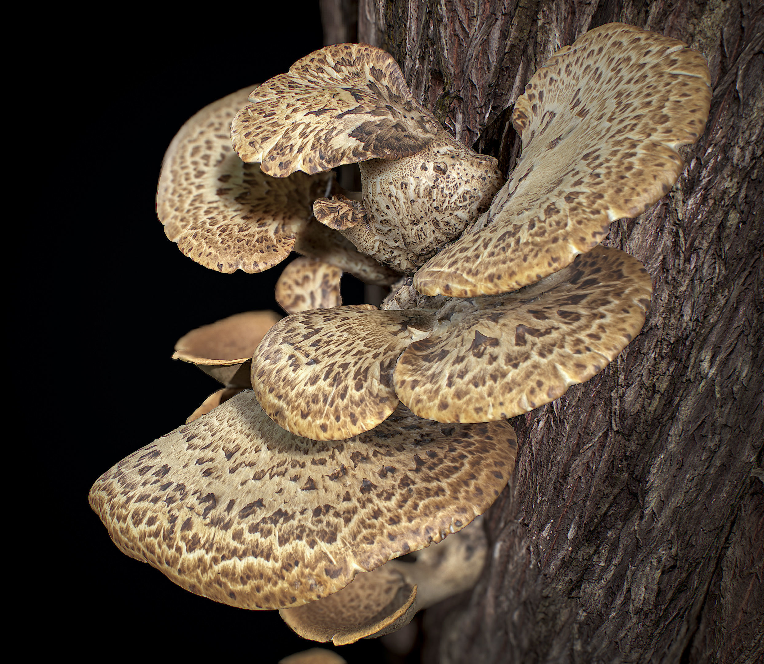 Wood Mushrooms on a Trees - Polyporus Squamosus Fungi