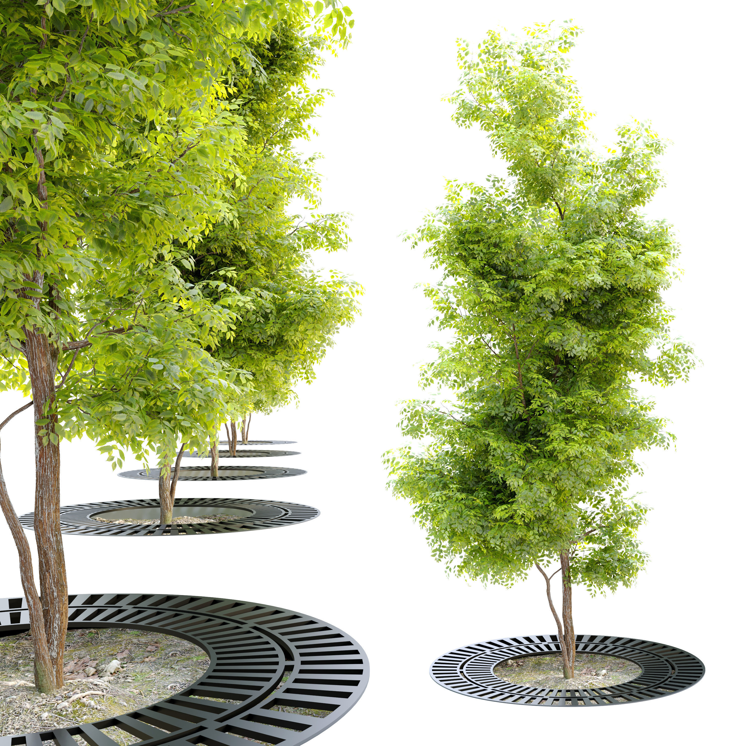 young tree with metal grate