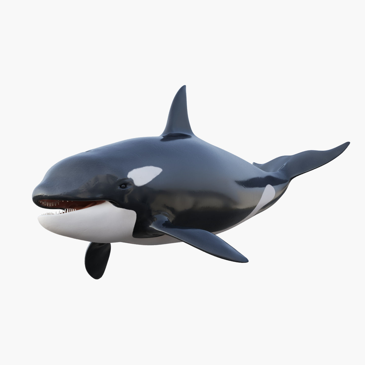 Killer Whale Rigged 8K