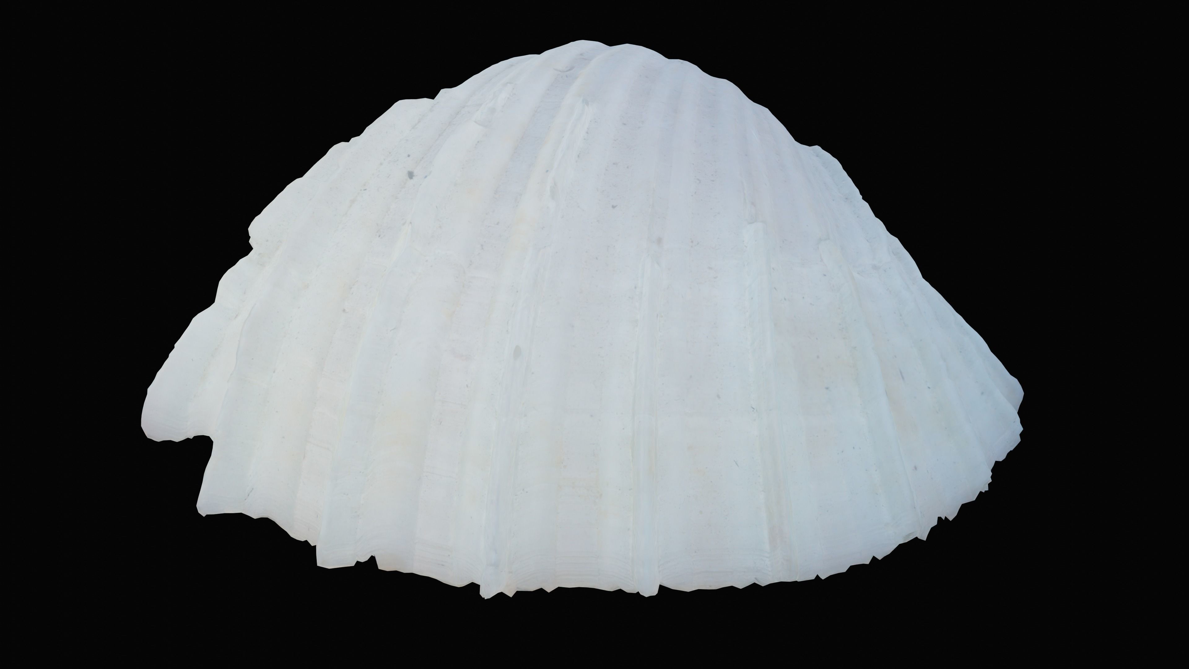 Sharp Bivalve Sea Shell
