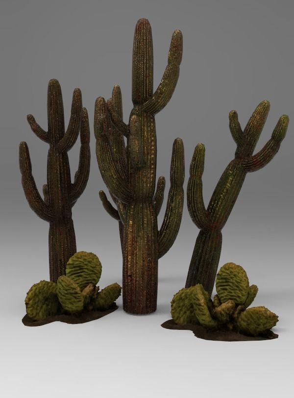 Cactus
