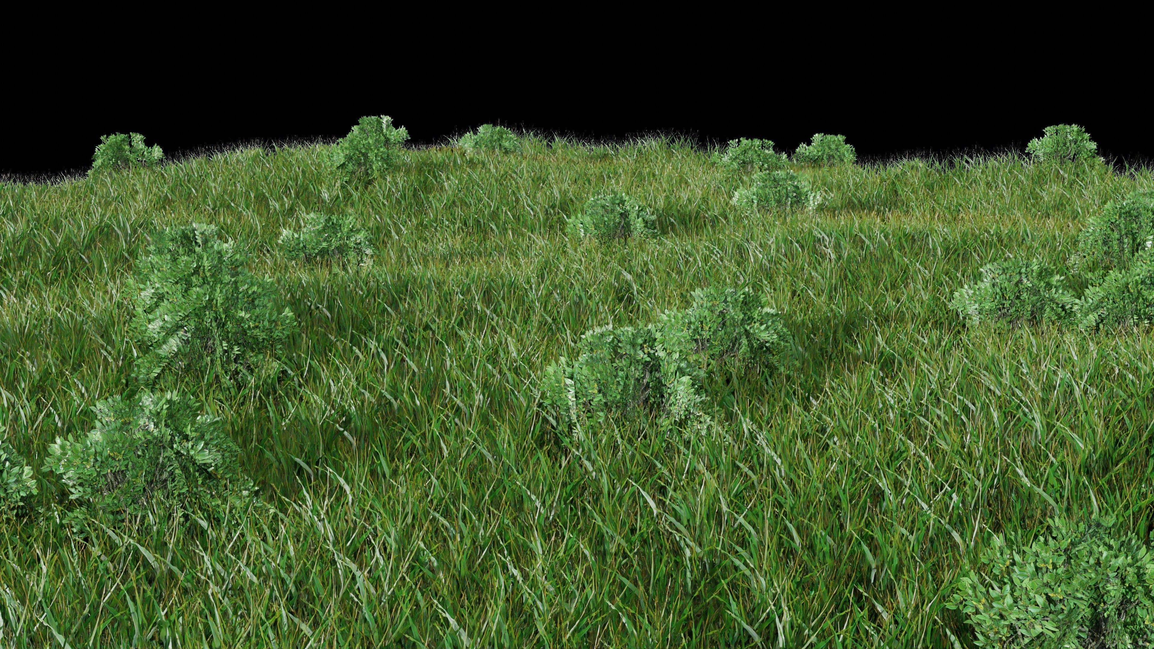 forest 3D Grass CGTrader