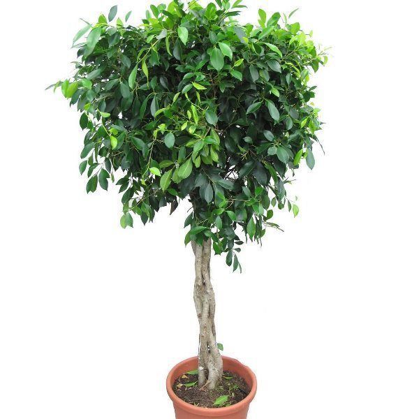 HOME PLANT 3D model