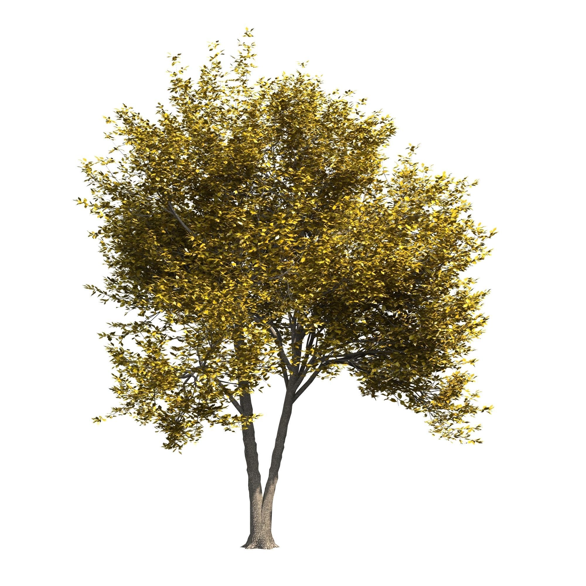 Ash-tree 3
