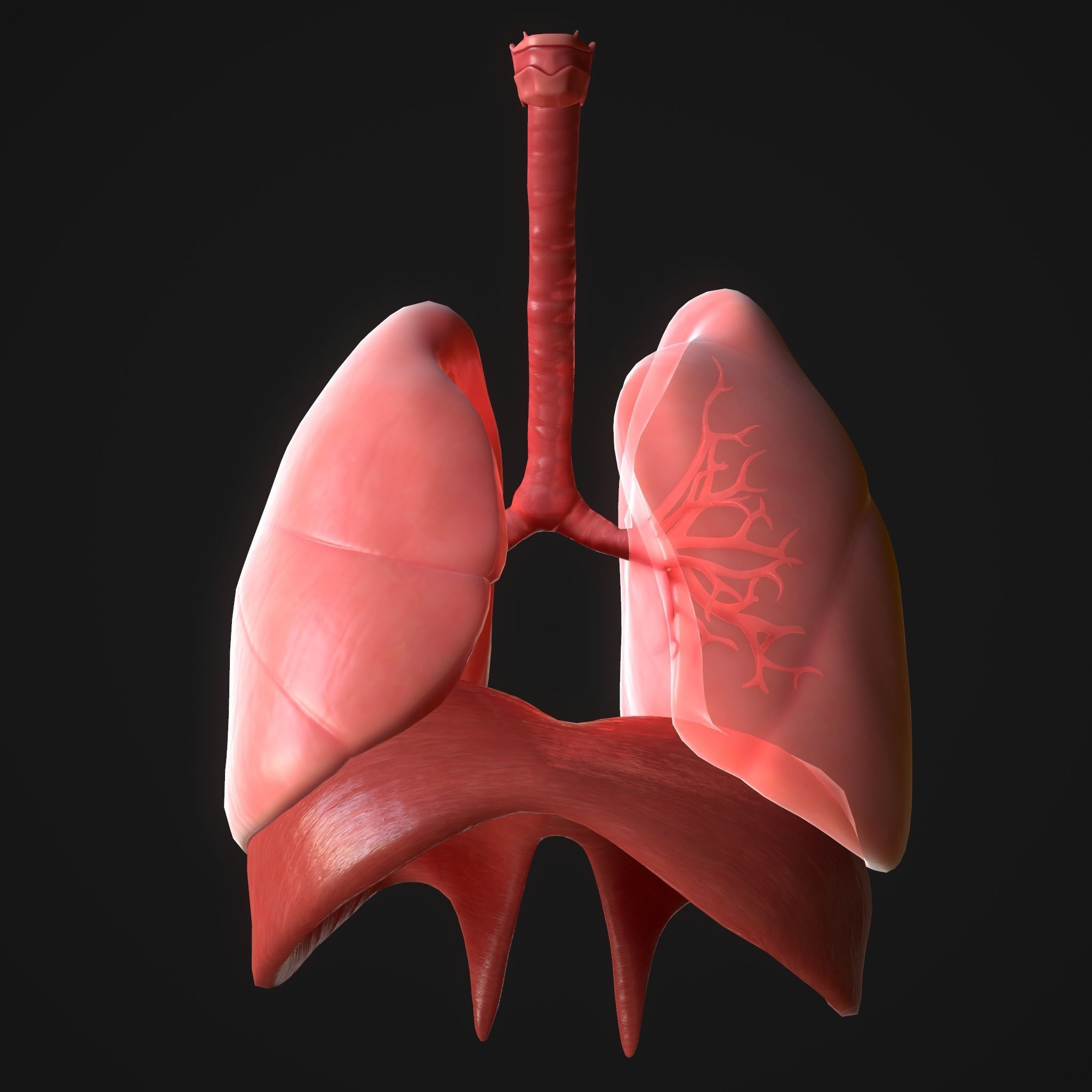 Human Anatomy Lung Model At Brodie Purser Blog Human Anatomy Lung Model At Brodie Purser Blog
