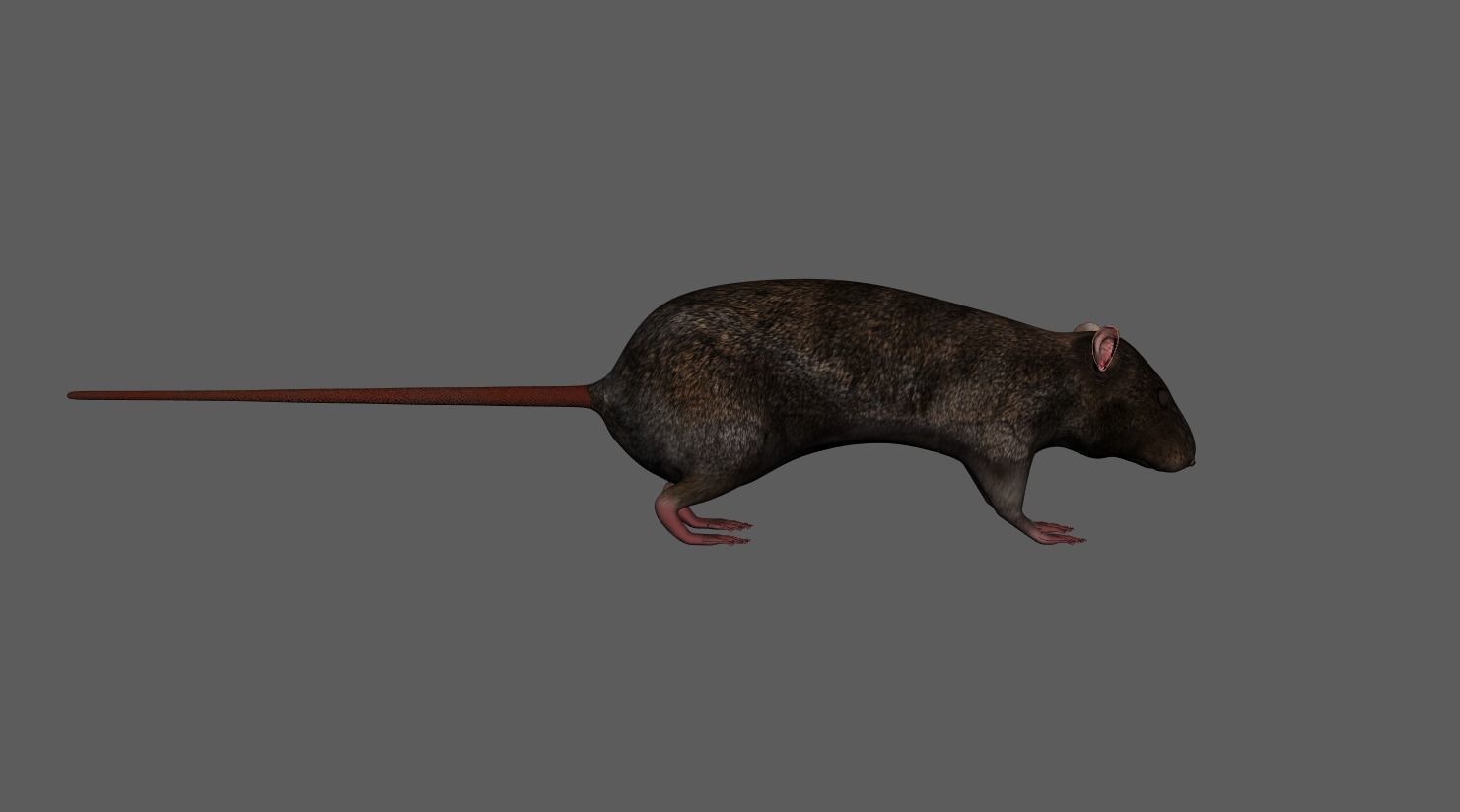 3D Realistic Rat Model with RIG 3D model | CGTrader