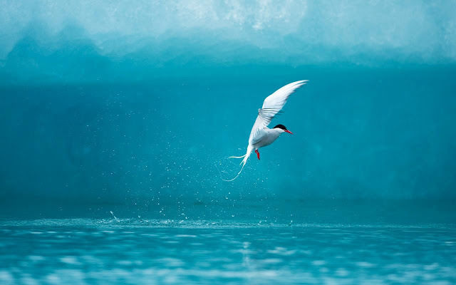 Hovership