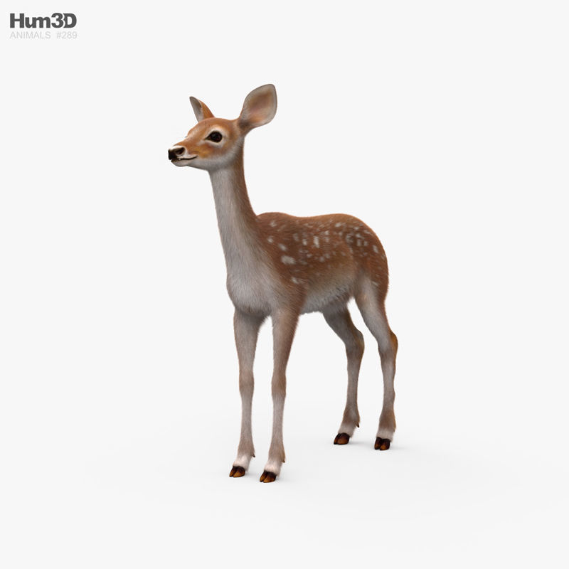 Deer Fawn HD
