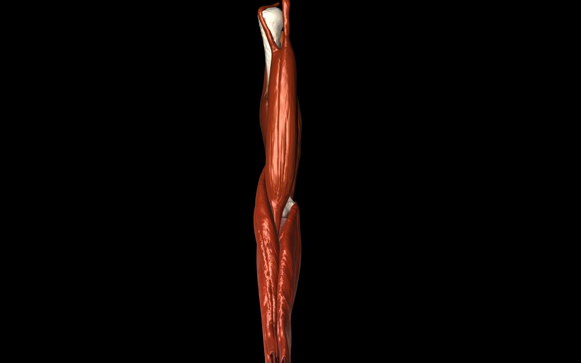 Elbow Joint with Muscles Medically Accurate 3d model 3D model | CGTrader