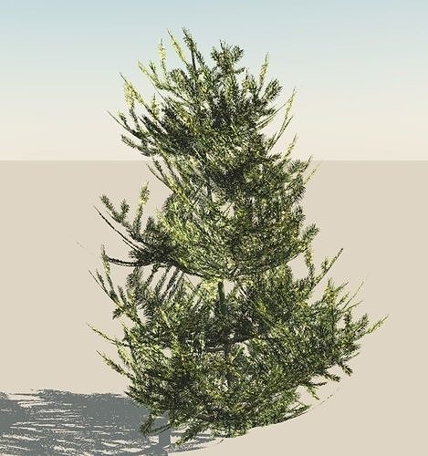 Fir Tree 3D model | CGTrader
