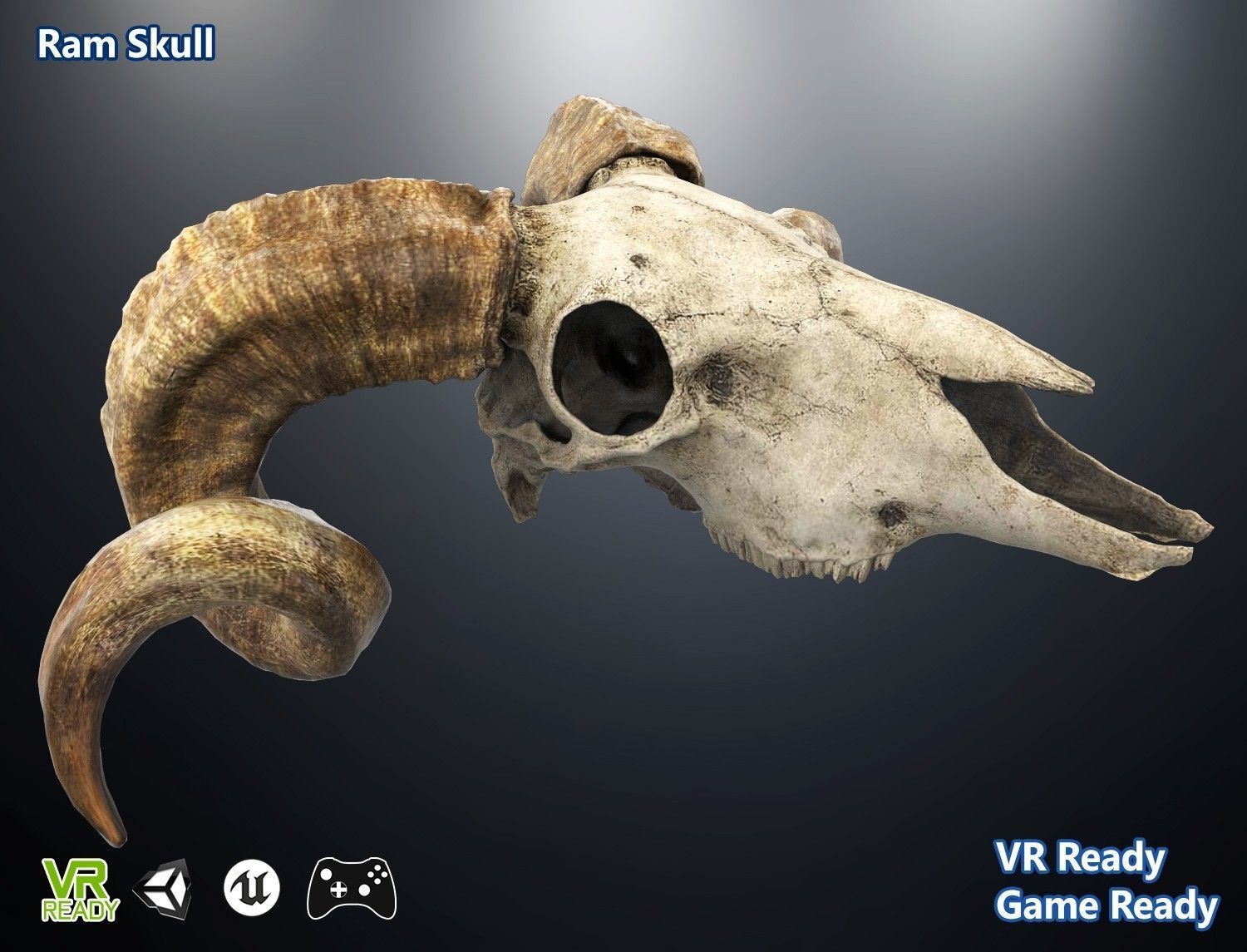 3D model RAM Skull sheep CGTrader