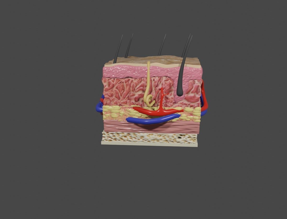 Skin cross section 3D model animated | CGTrader