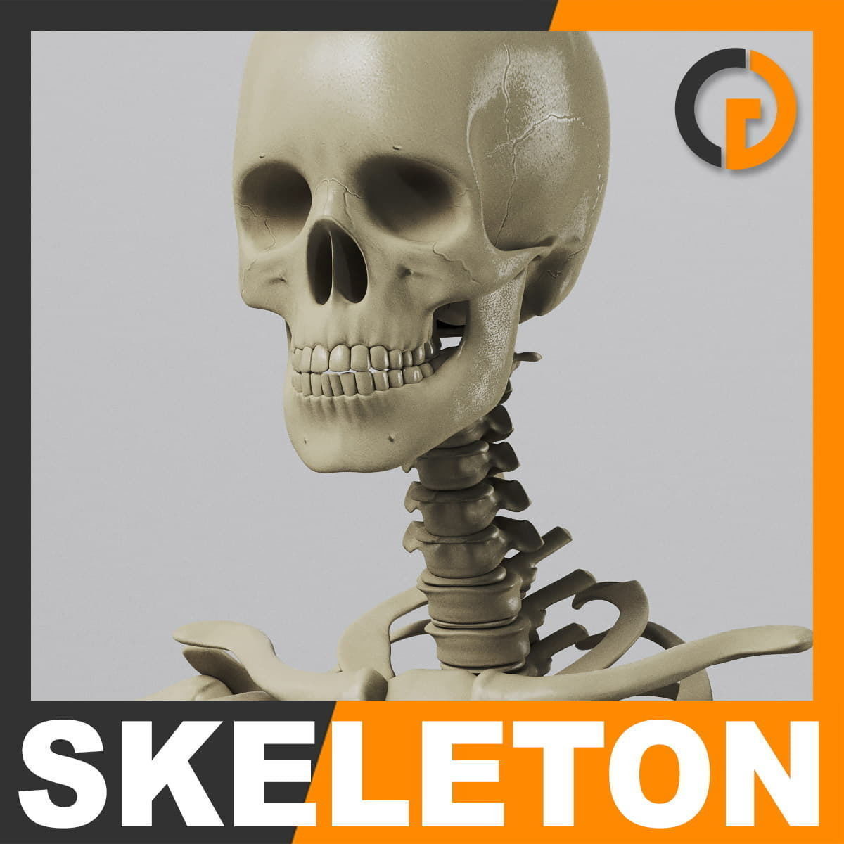 Human Skeleton - Anatomy