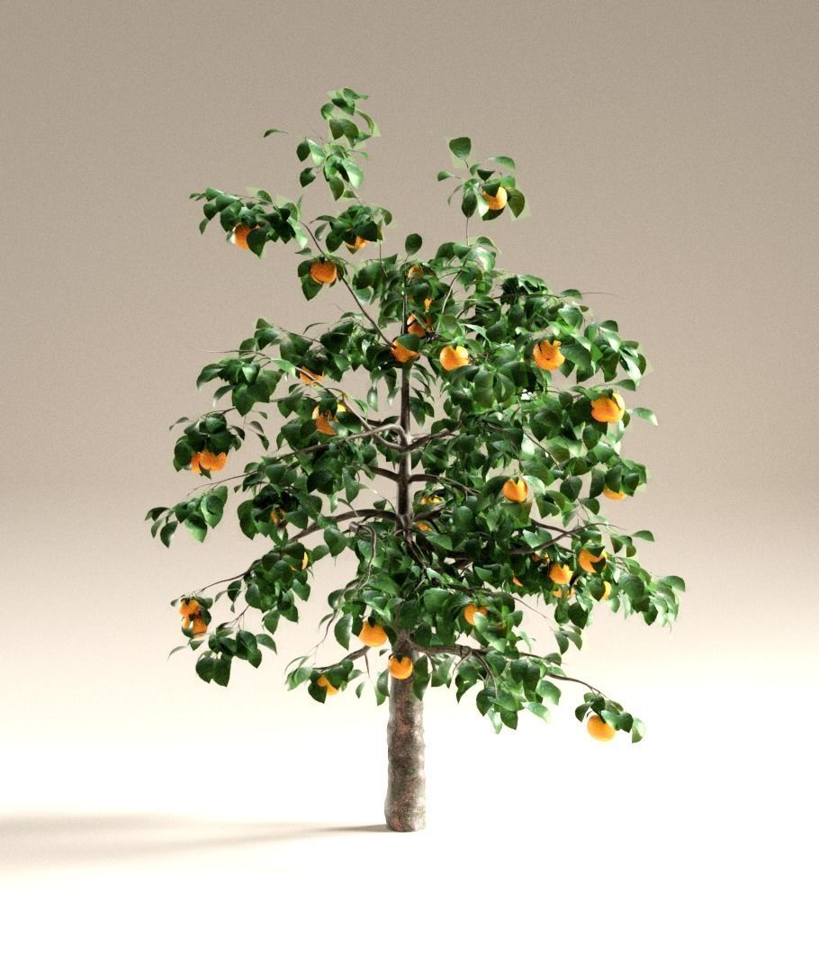 Orange tree 3D model | CGTrader