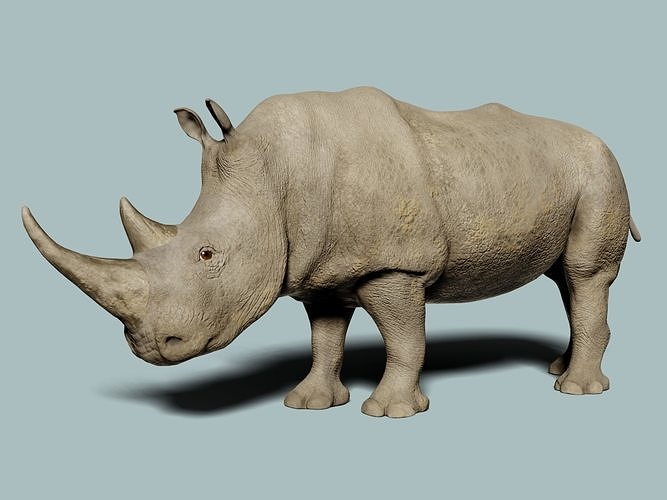 White Rhinoceros 3D model