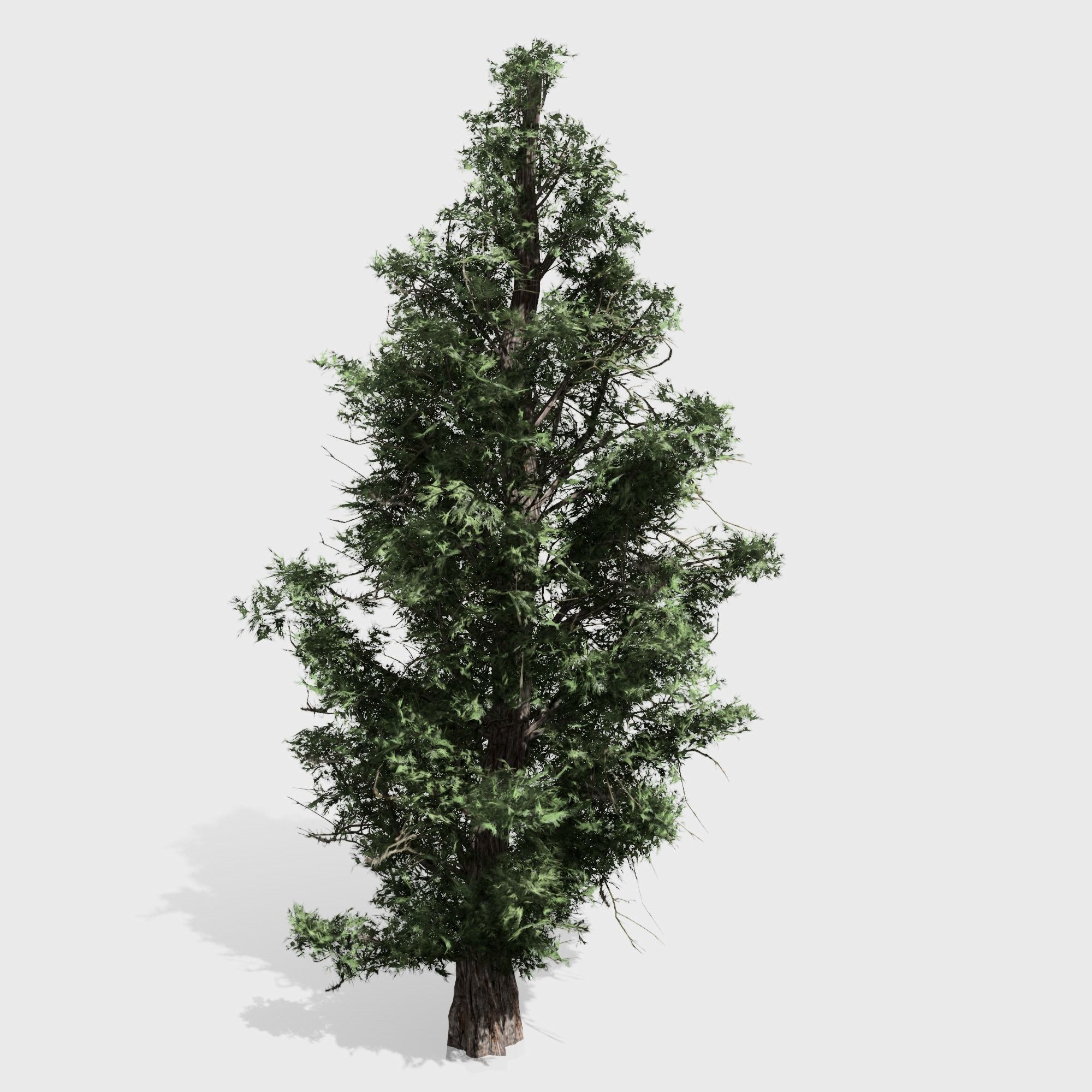 3D model Eastern Red Cedar tree collection 12 trees Models in the scene ...