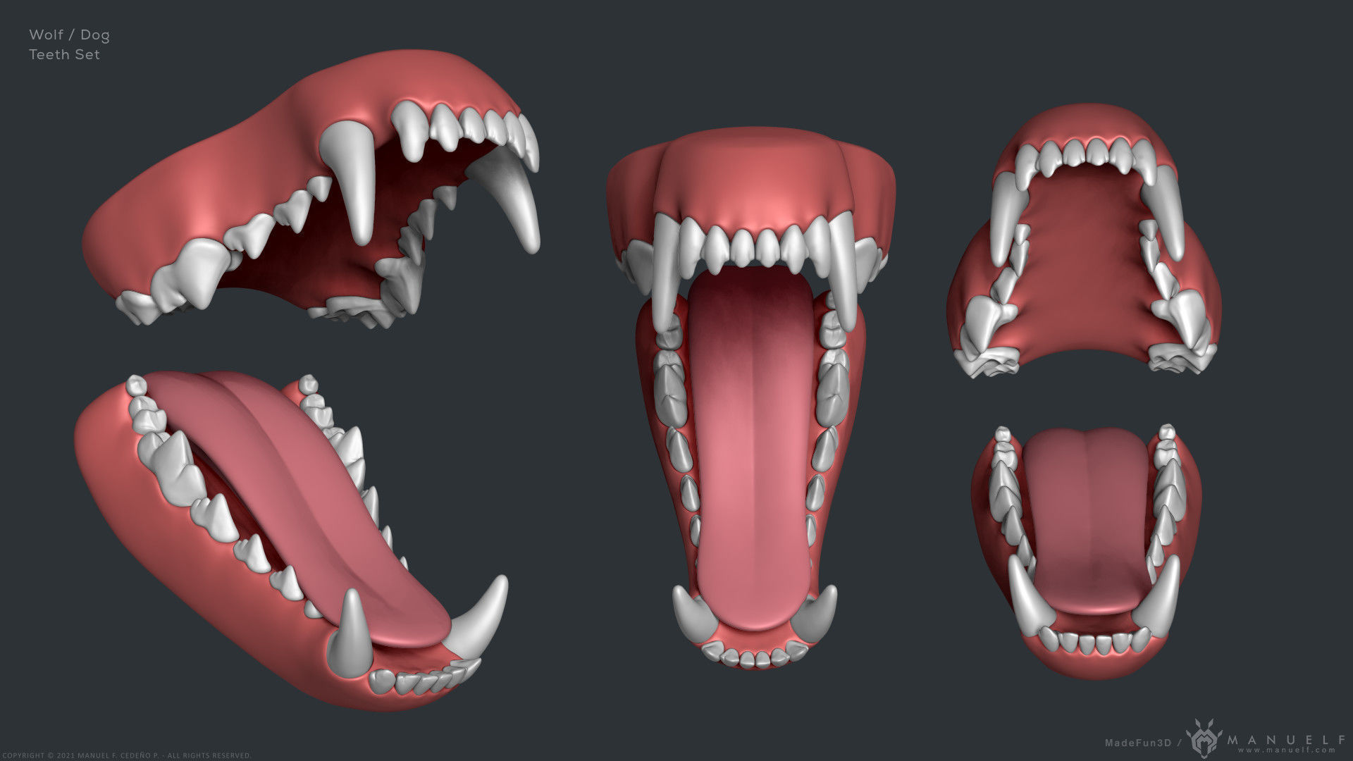 Wolf Dog Teeth Set 3D model CGTrader