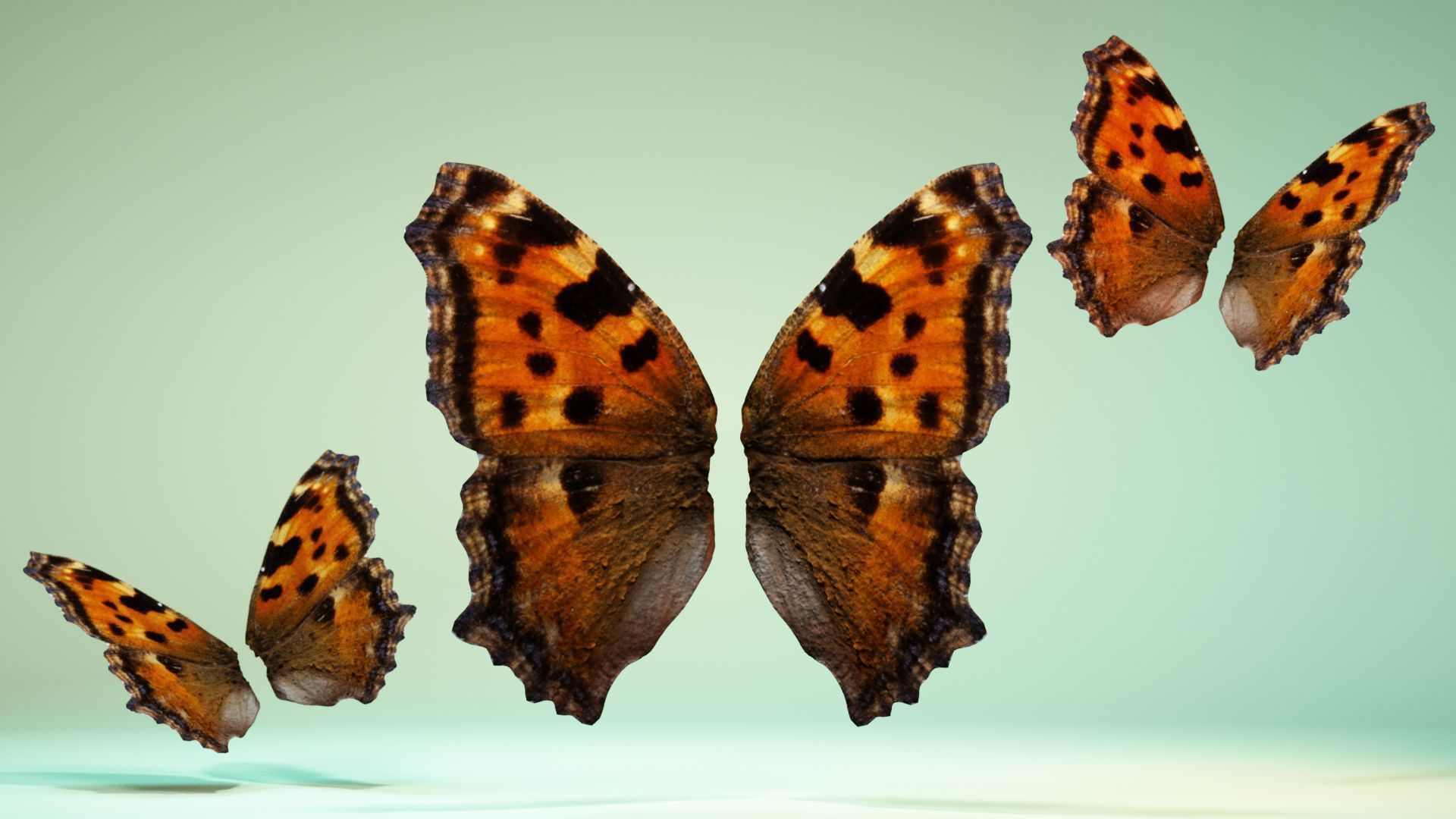 Butterfly 24