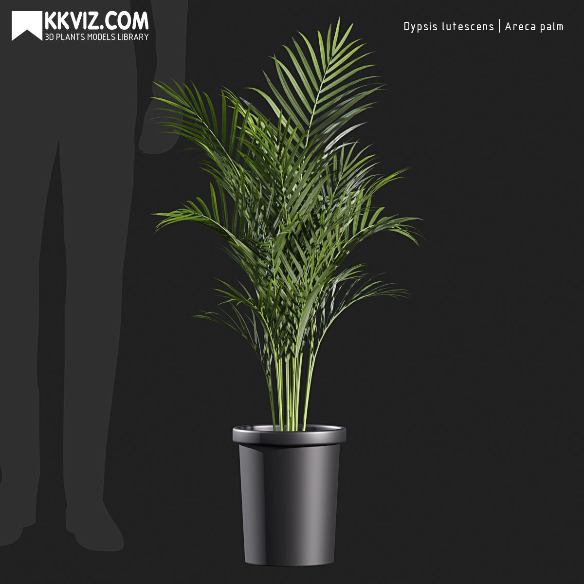 Dypsis lutescens Areca palm-01