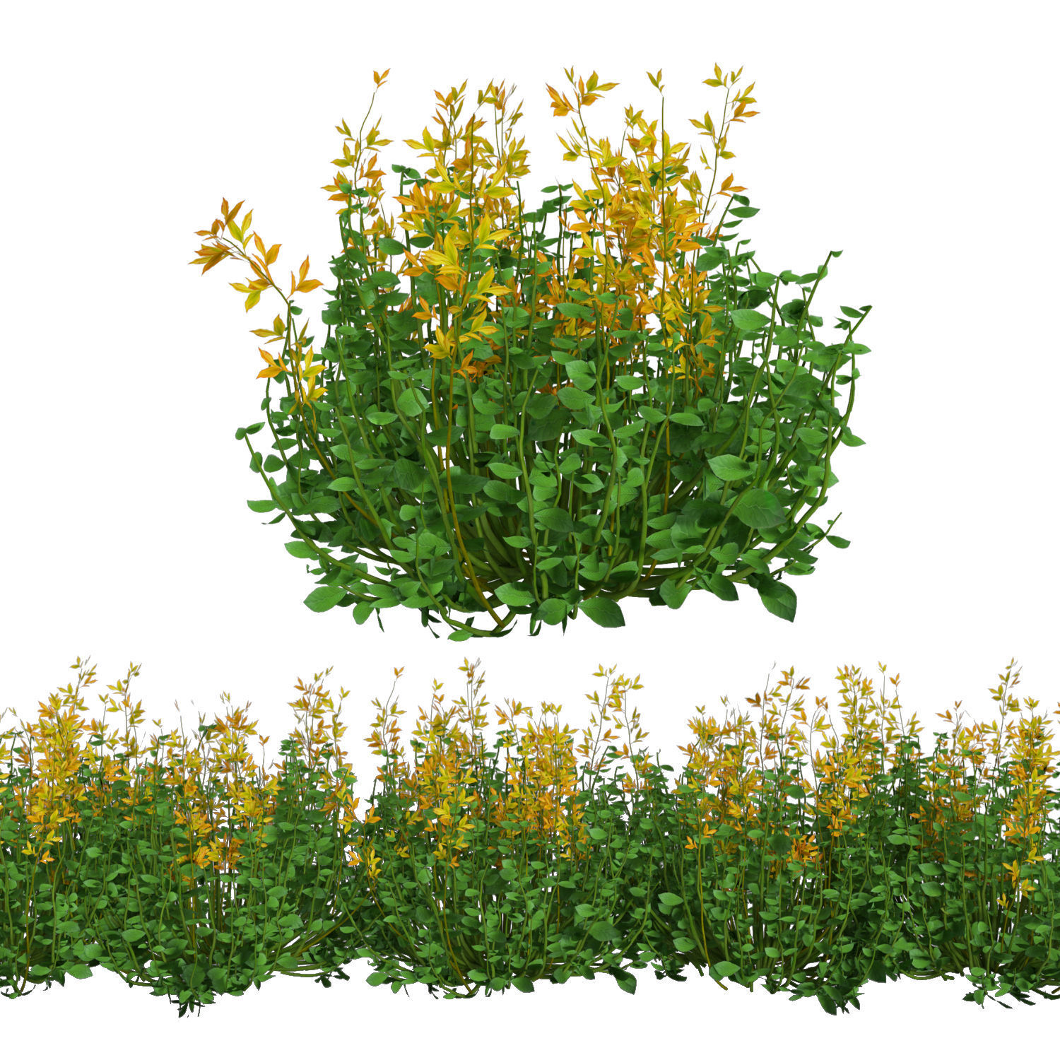 plant 1