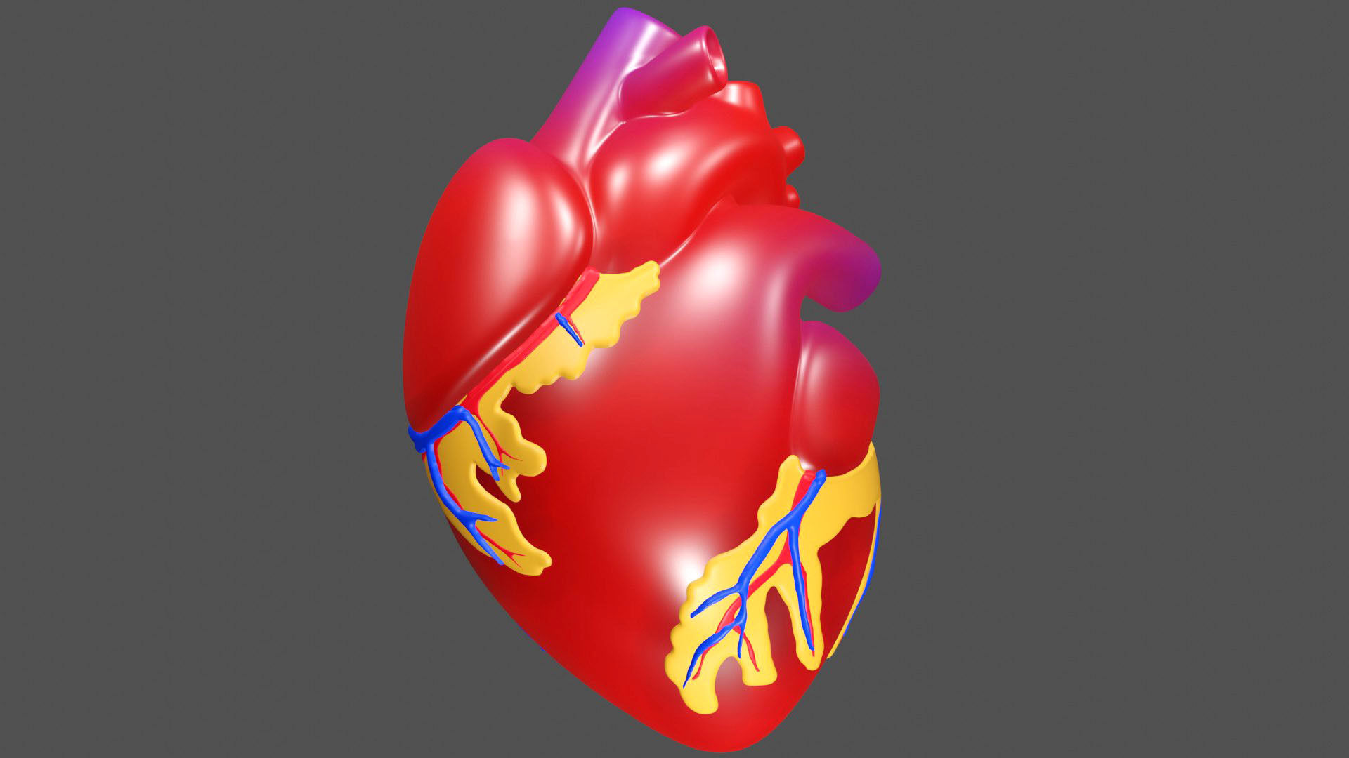 Anatomical Heart Model 3D model CGTrader