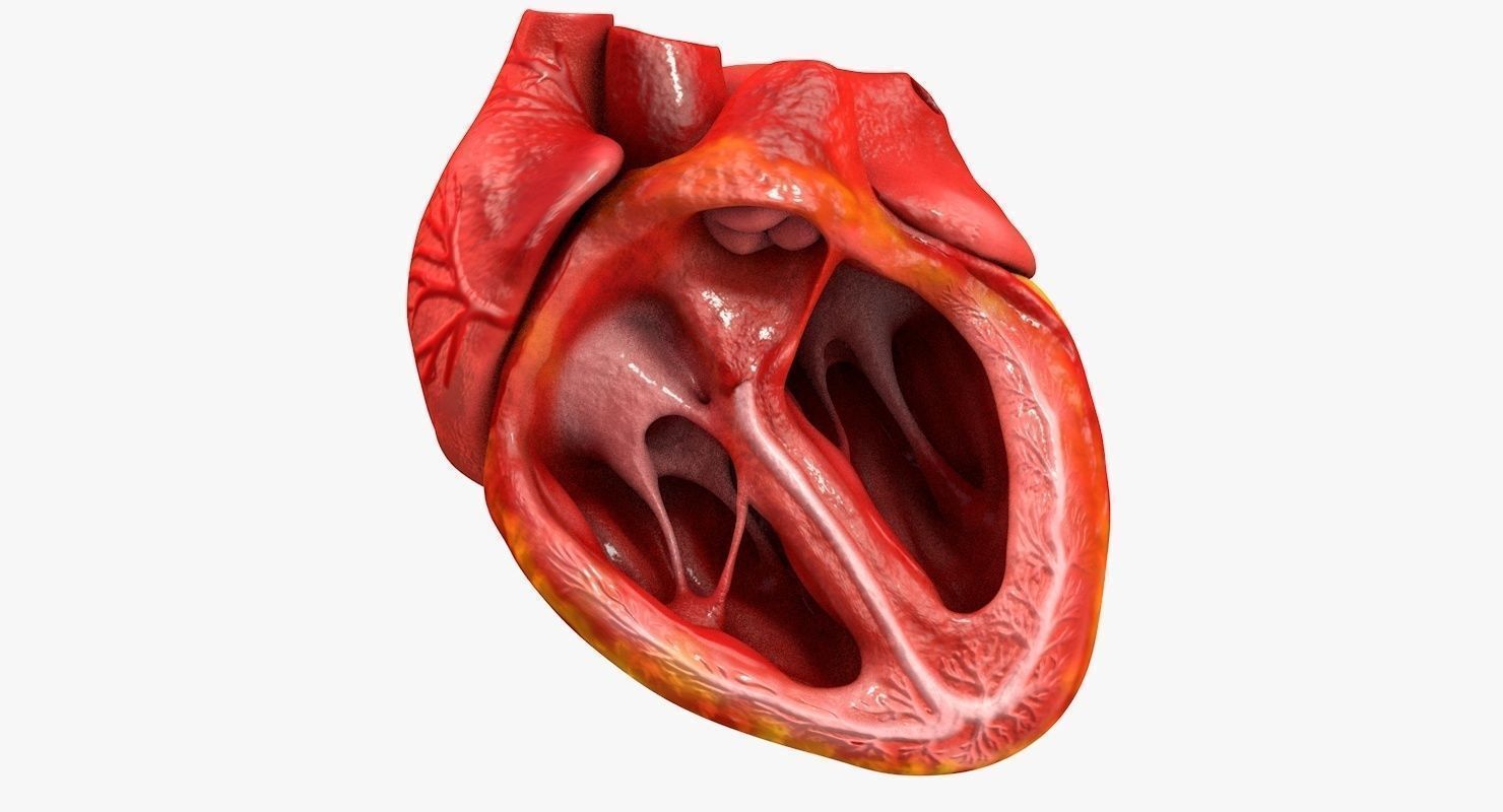 Animated Realistic Human Heart - Medically Accurate