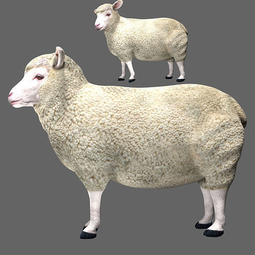 Sheep Low-poly 3D model