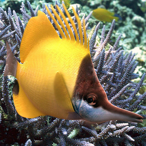 Lemon Lauwiliwili Reef fish 3D model