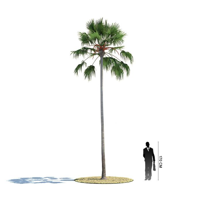 Tall Palm Tree