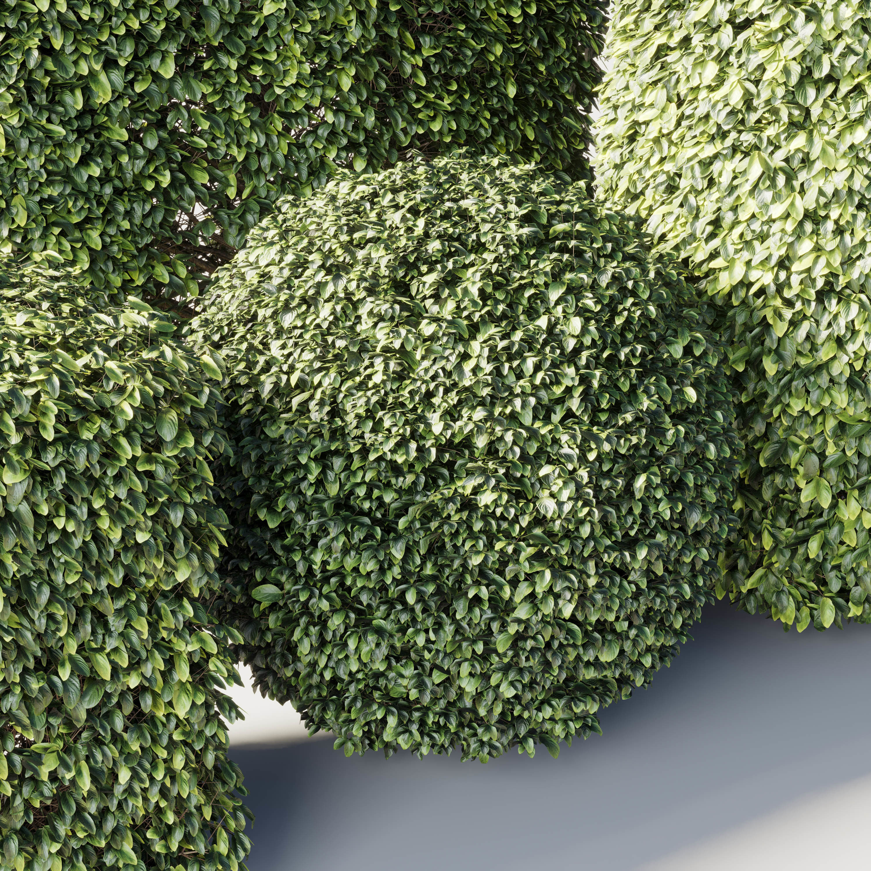 Bush Collection Shrubs cube oval circle rectangle 3D model | CGTrader