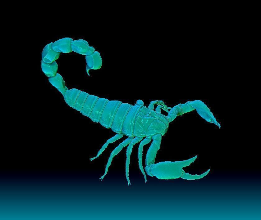 scorpion 3D model 3D printable | CGTrader