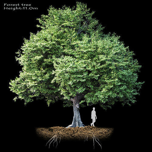 Oak-tree tree with person 3D model | CGTrader
