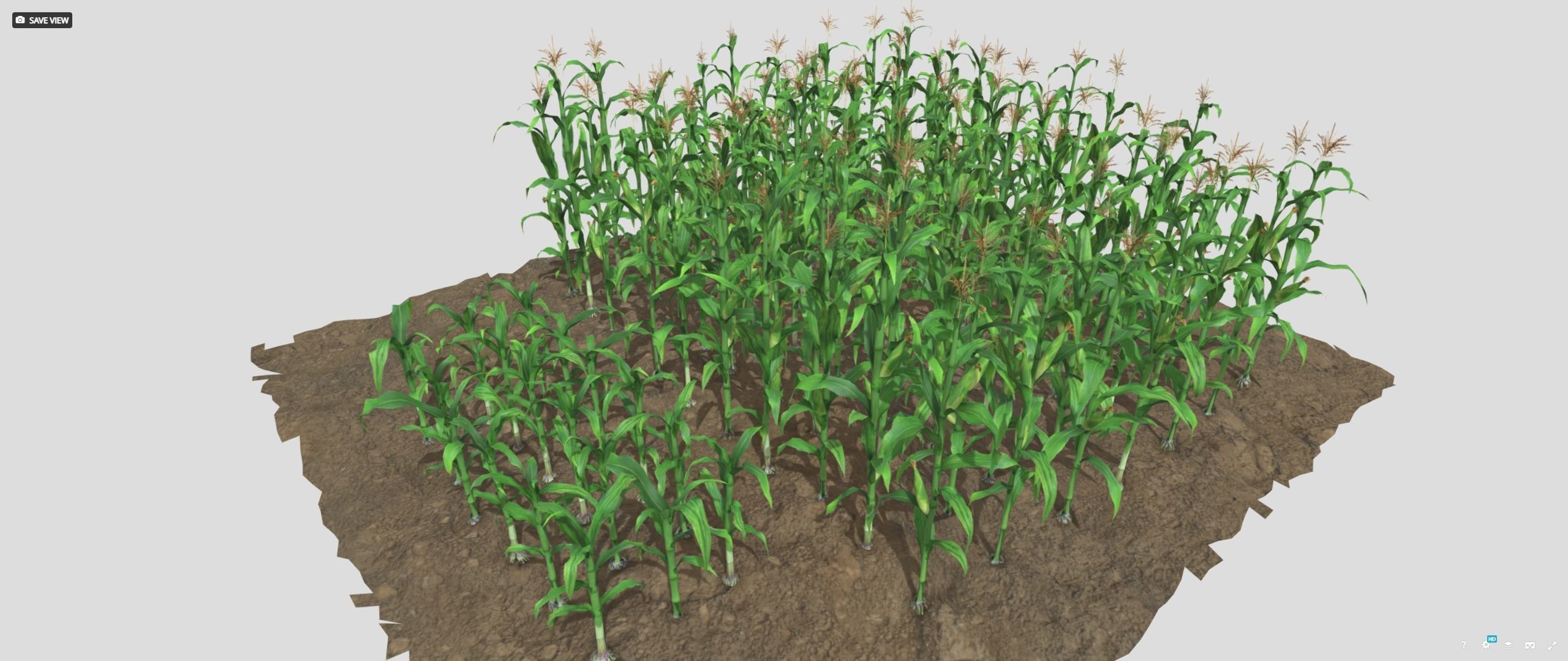 3D model Corn field VR / AR / lowpoly CGTrader