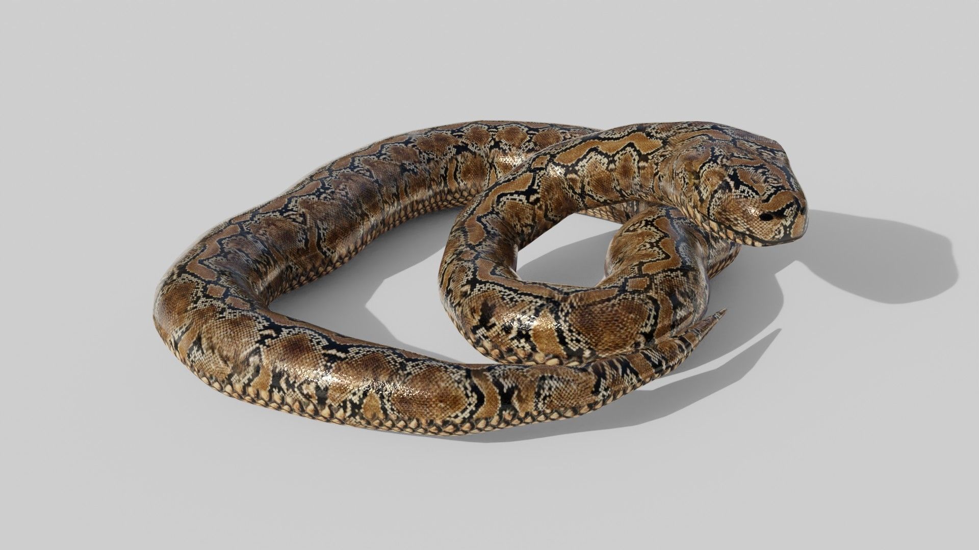 3D model Python Snake - Low Poly - Game Ready - PBR VR / AR / low-poly ...