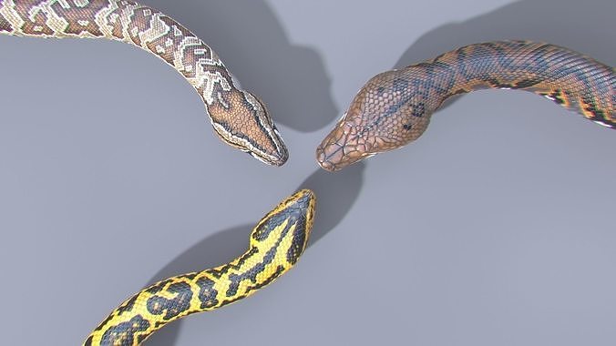 3D Model Collection Pythons Volume 3 - Animated VR / AR / low-poly ...