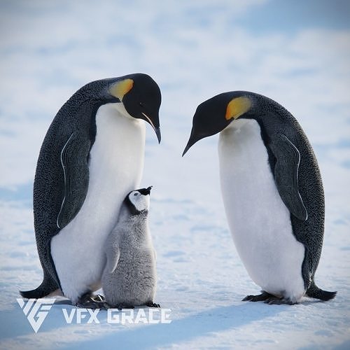 emperor-penguin-animated-vfx-grace-3d-mo