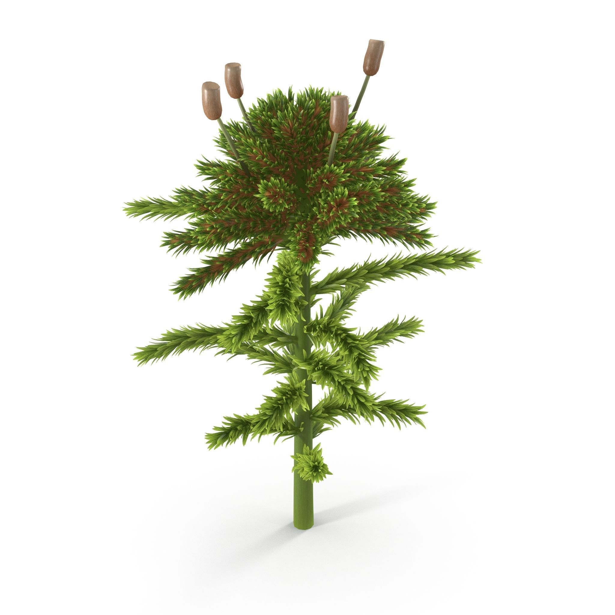 3D model Sphagnum fallax VR / AR / low-poly | CGTrader