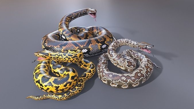 3D Model Collection Pythons Volume 3 - Rigged VR / AR / low-poly | CGTrader