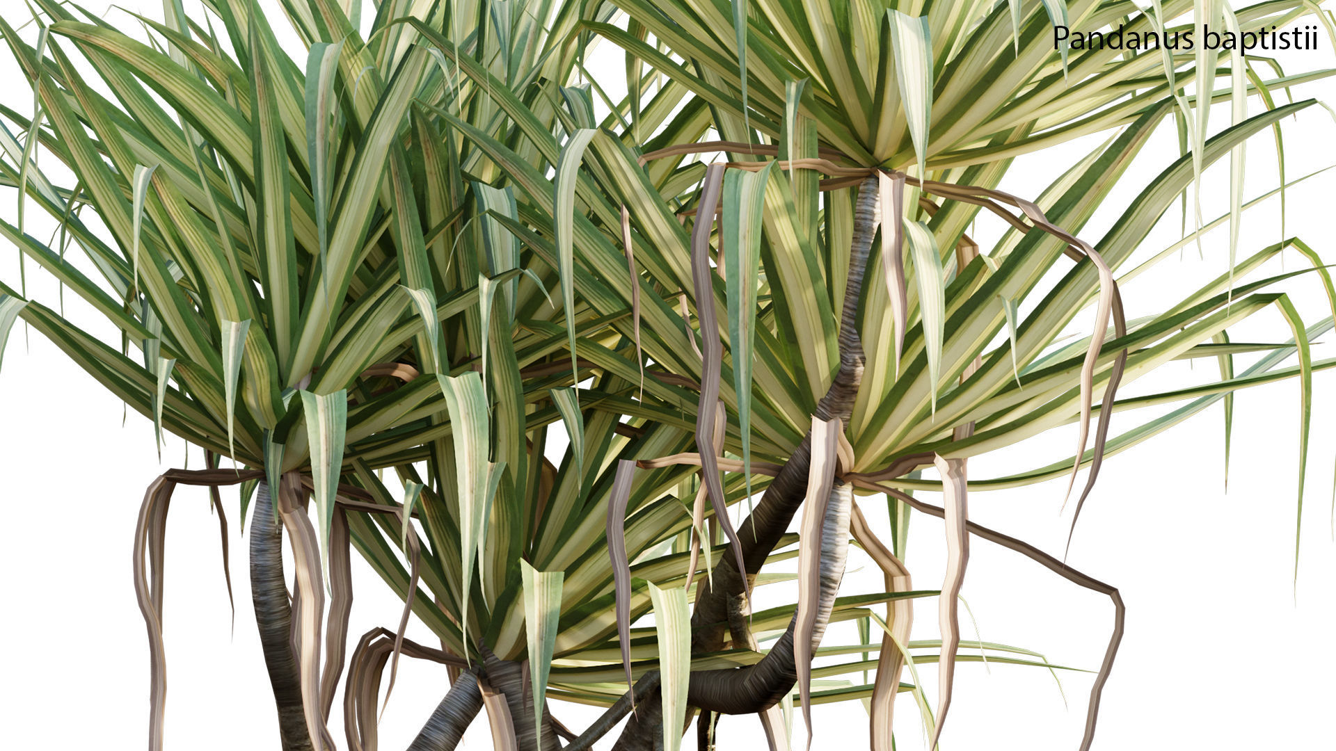Pandanus baptistii Variegated Dwarf Pandanus 3D model CGTrader