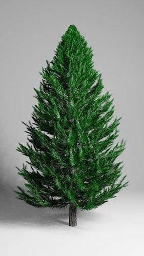 Pine tree free 3D model | CGTrader