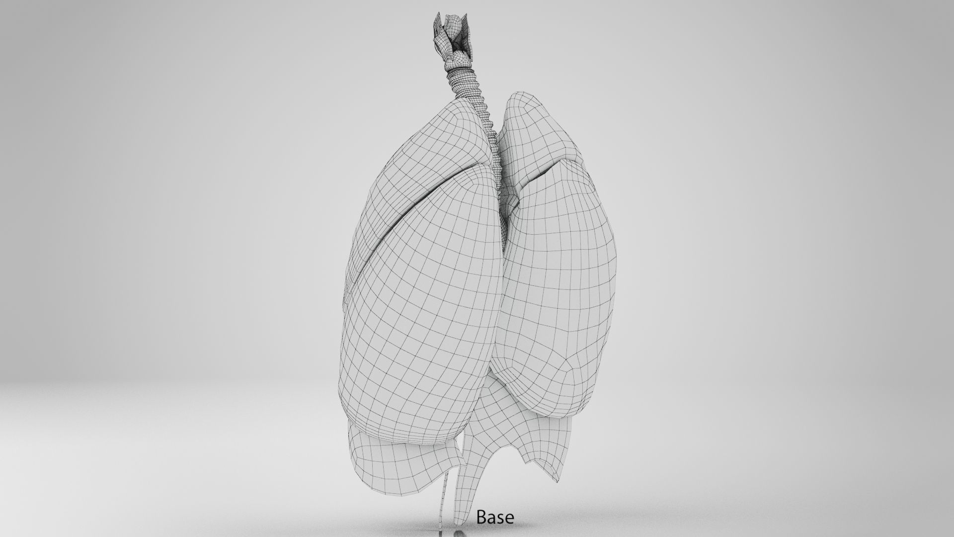 Human Lungs with Diaphragm Anatomy 3D model | CGTrader