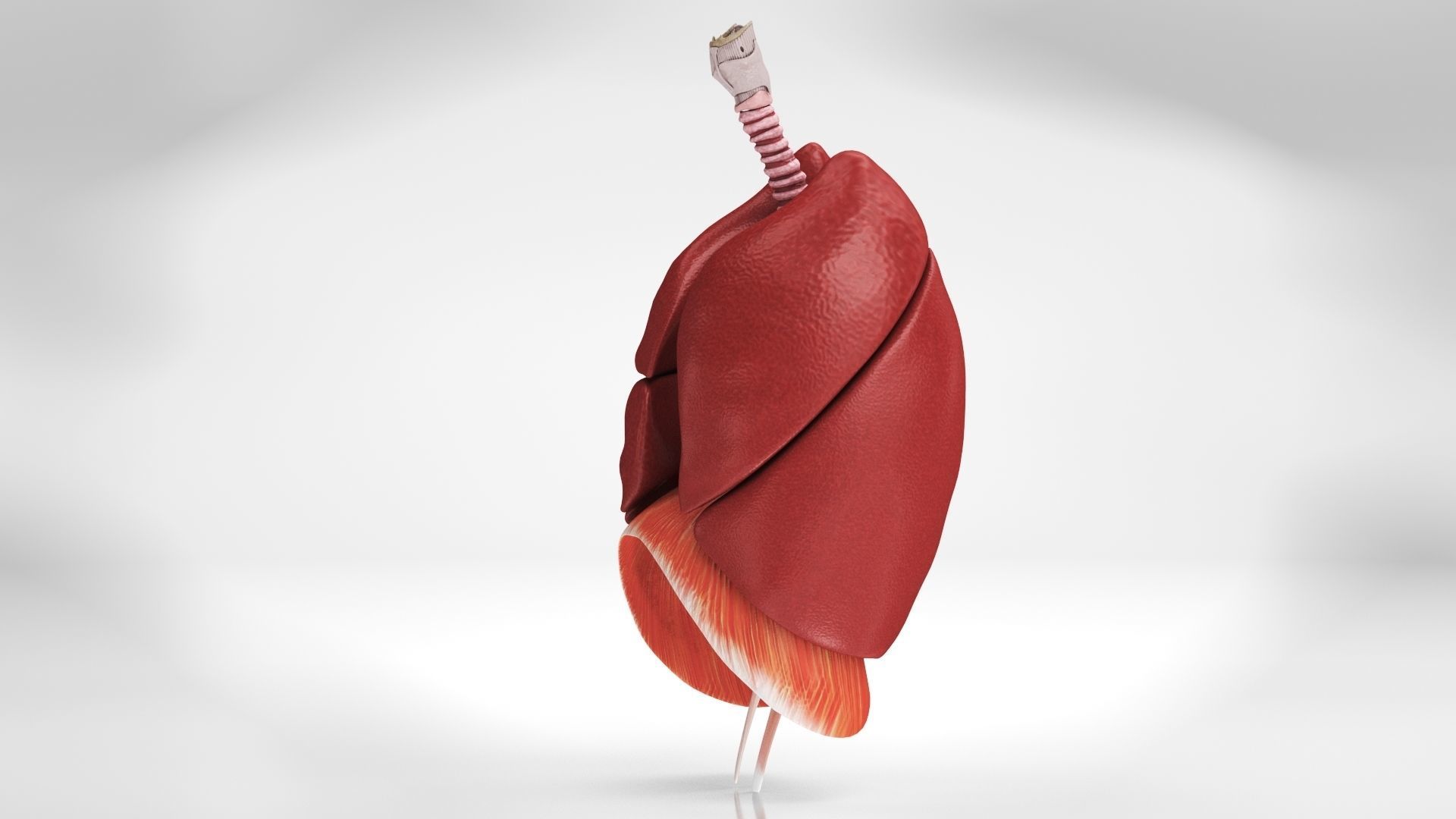 Human Lungs with Diaphragm Anatomy 3D model | CGTrader