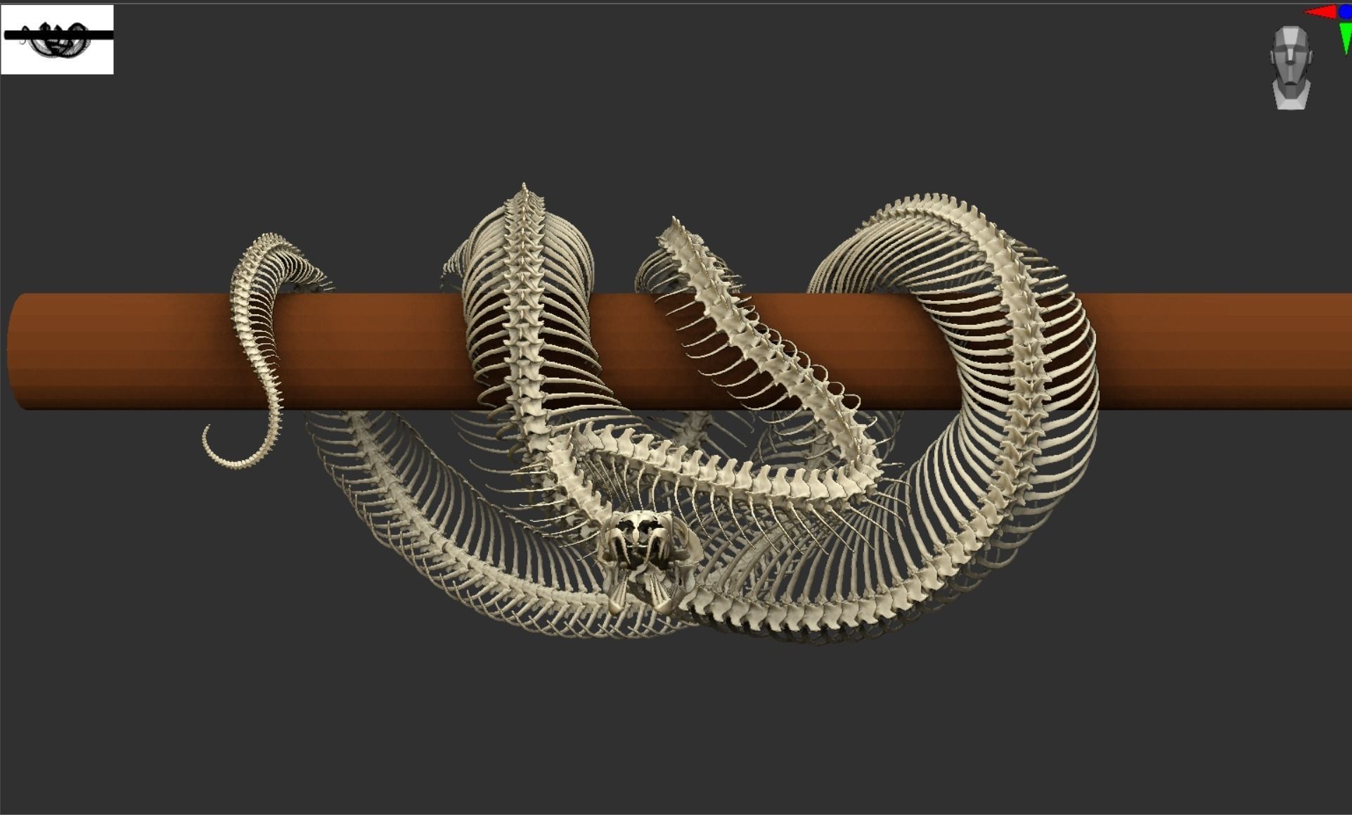 Python Skeleton Snake Lamp Decoration Scanned Printable replicas 3D ...