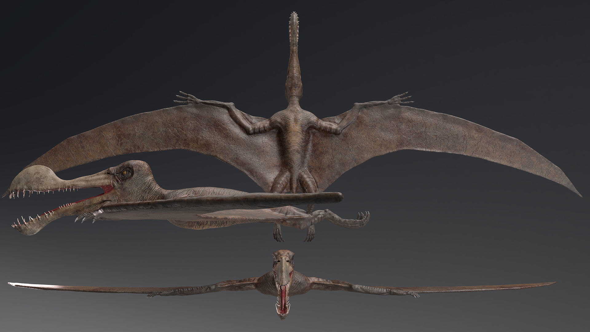 3D model Tropeognathus dinosaur flying VR / AR / lowpoly CGTrader