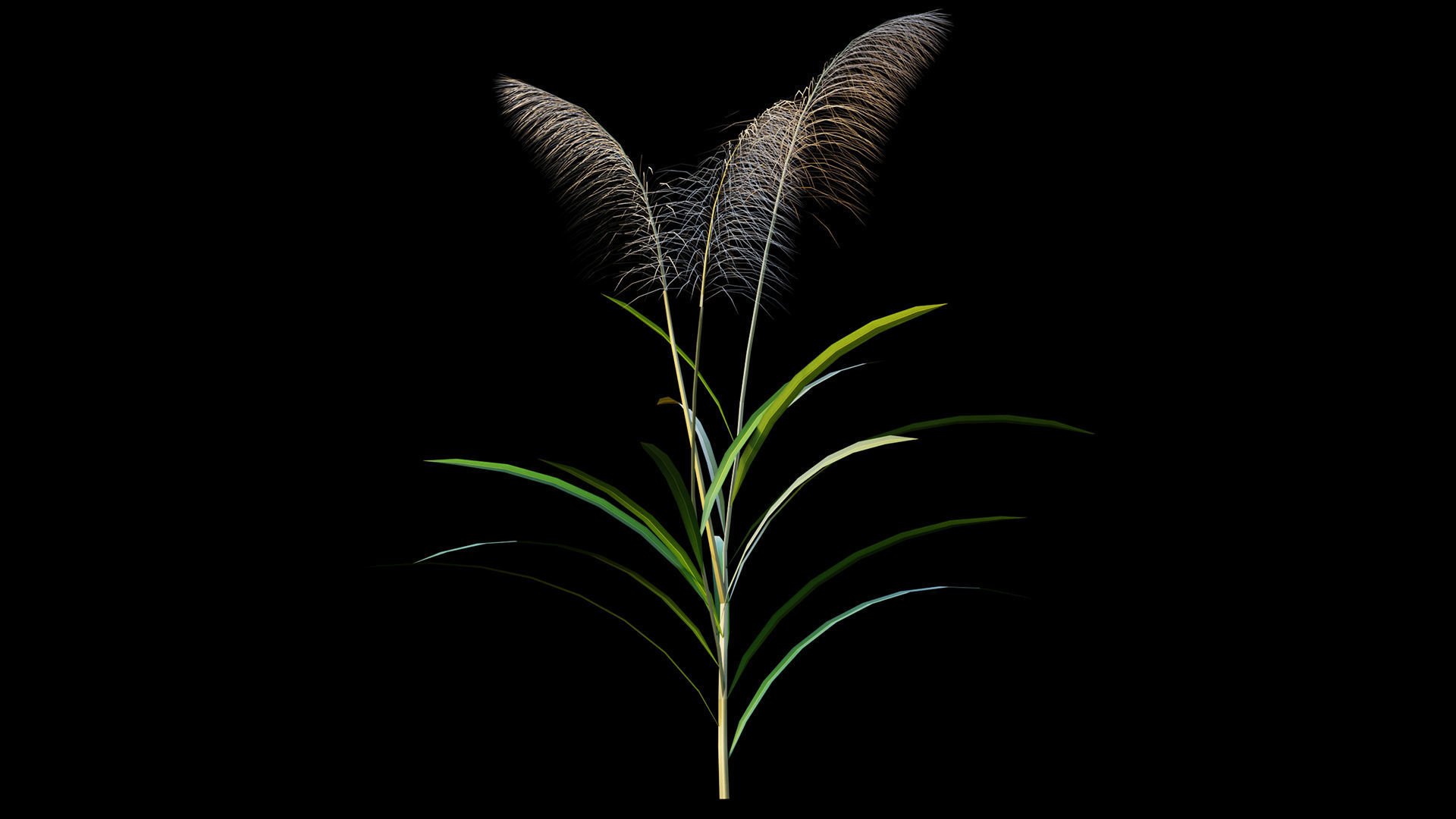 Reed grass 3D model | CGTrader